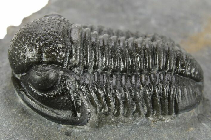 Detailed Gerastos Trilobite Fossil - Morocco #377229